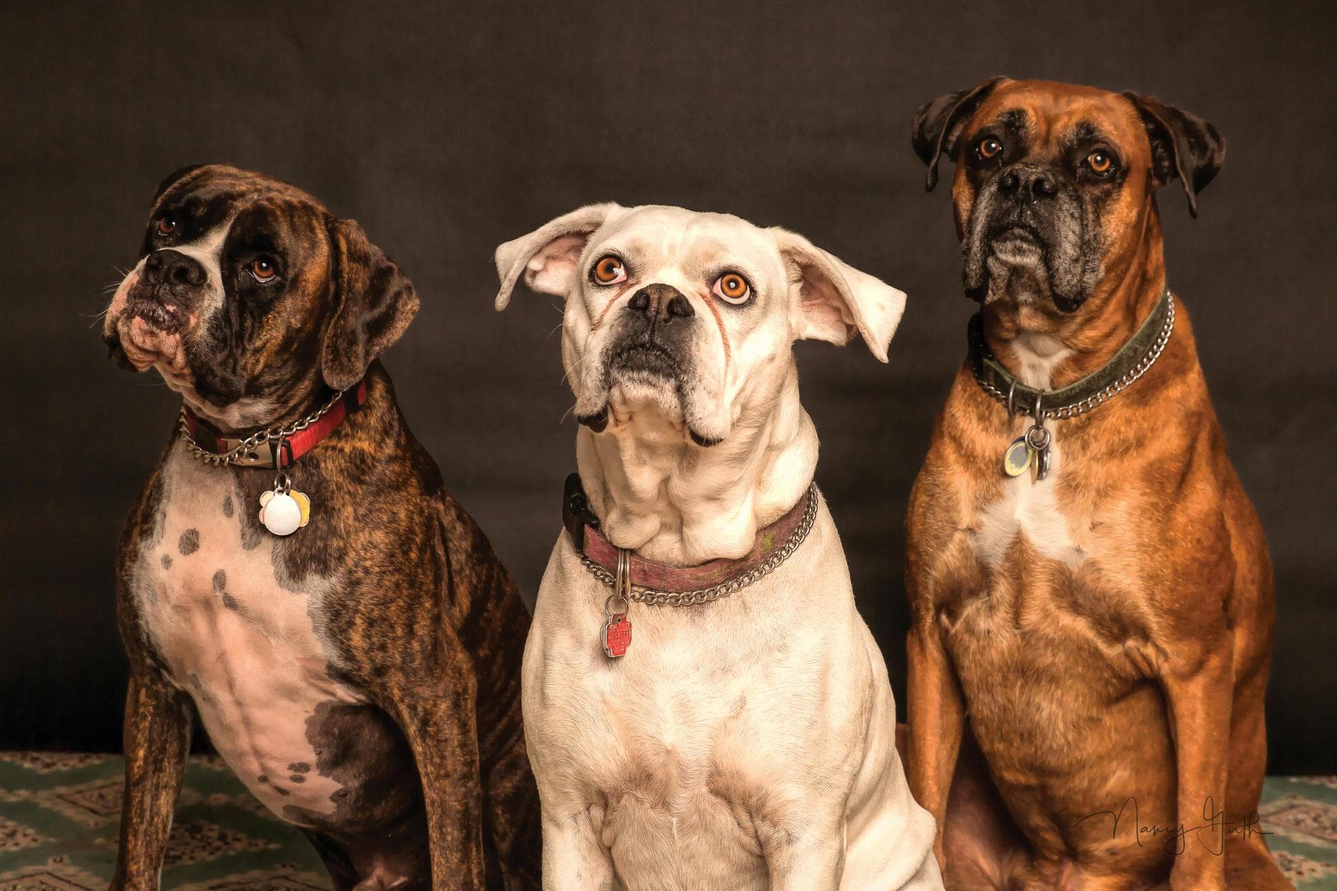 Best Vets in Mount Washington