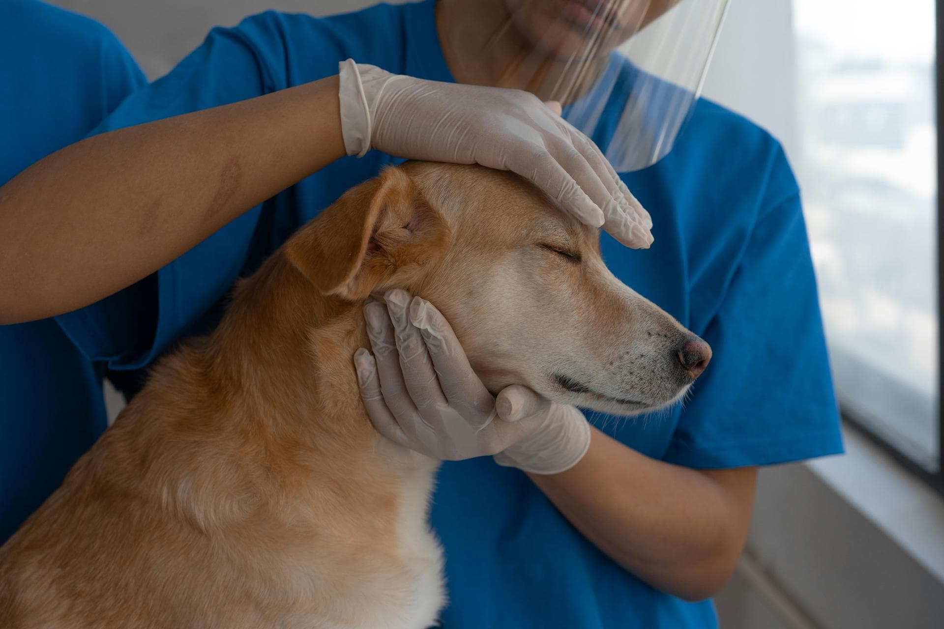Best Vets in Henderson