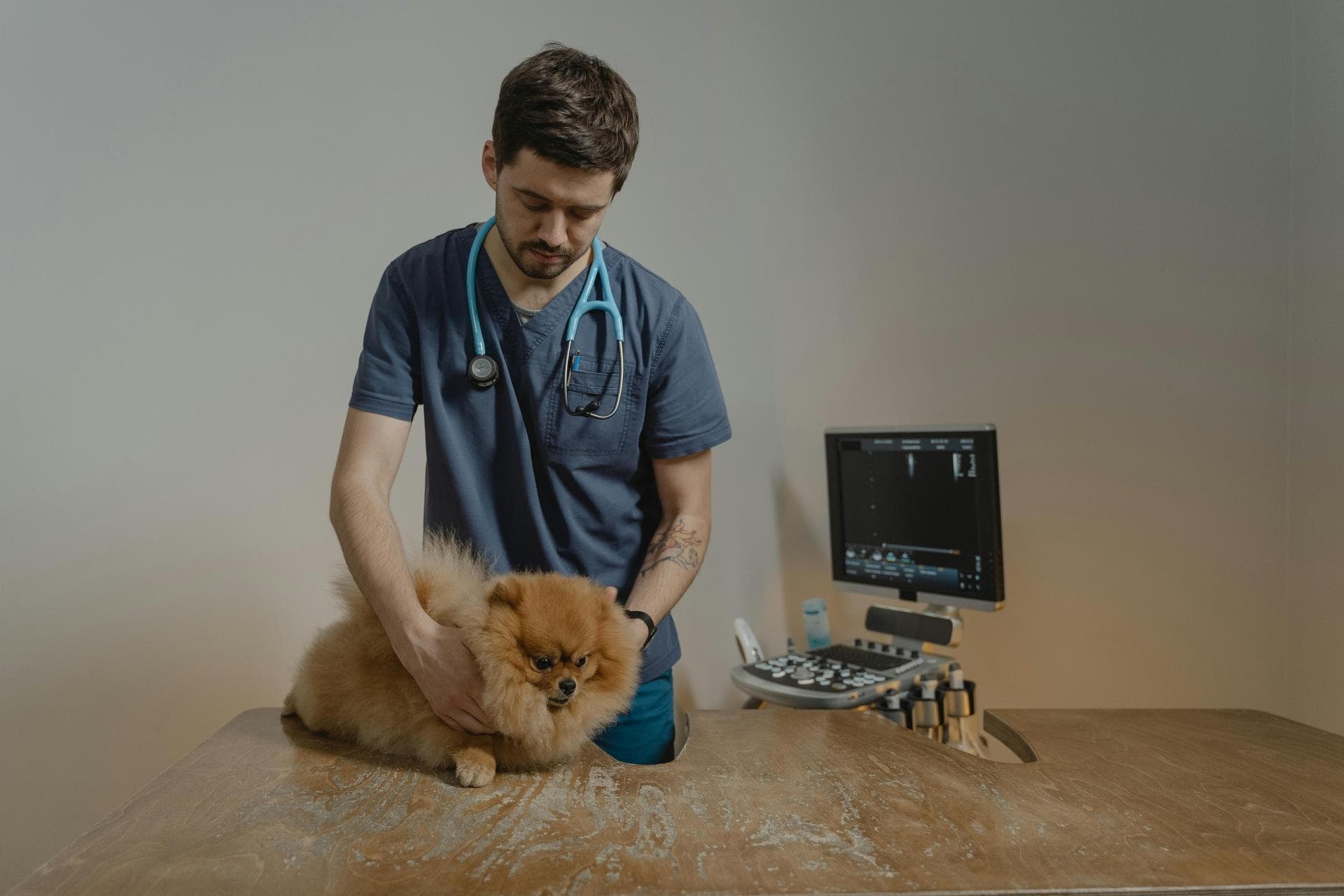 Best Vets in Stanford