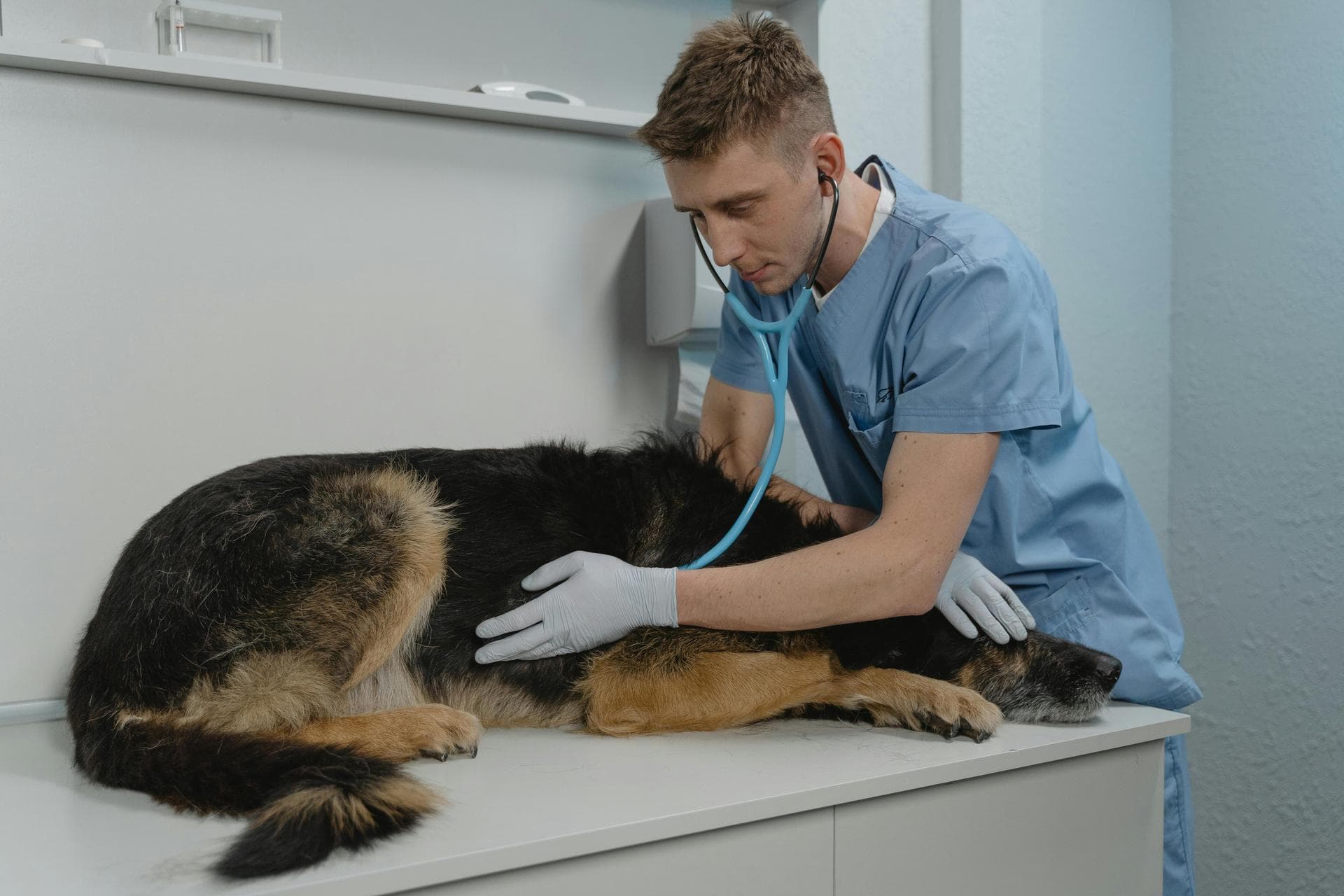 Best Vets in Irvine